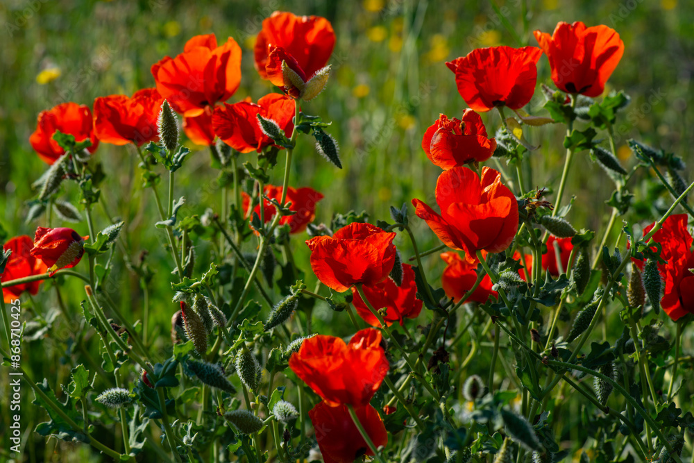 Obraz premium The picture shows a field of bright red wild poppies blooming in a lush green grassy field. High quality photo