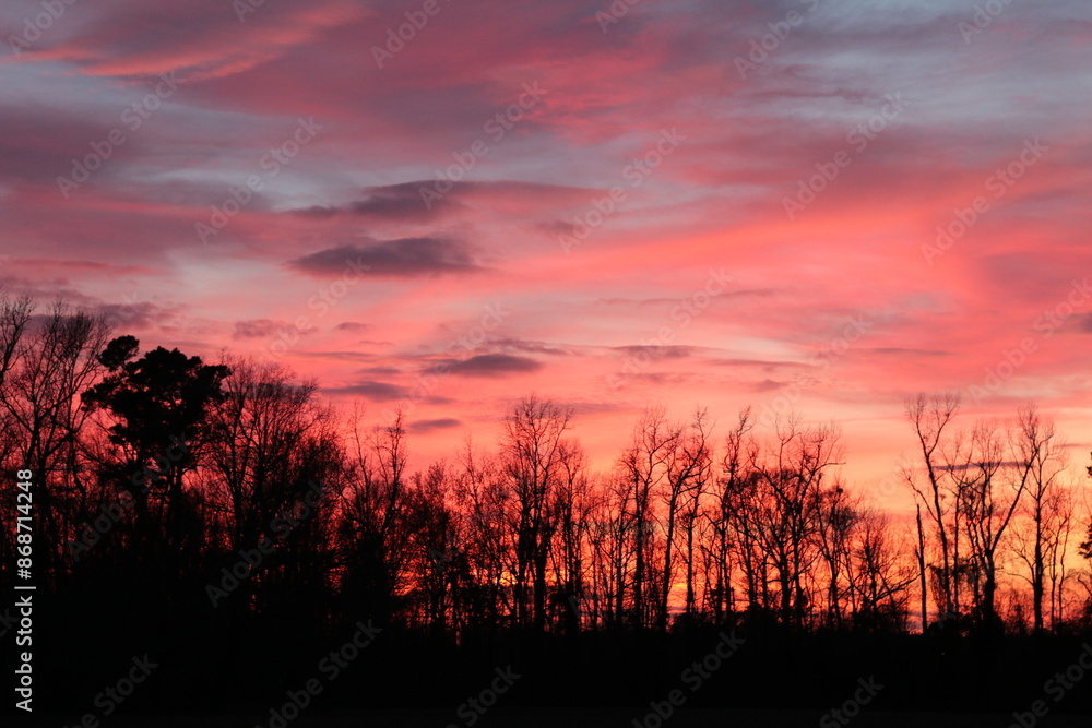 Obraz premium plants and flowers 