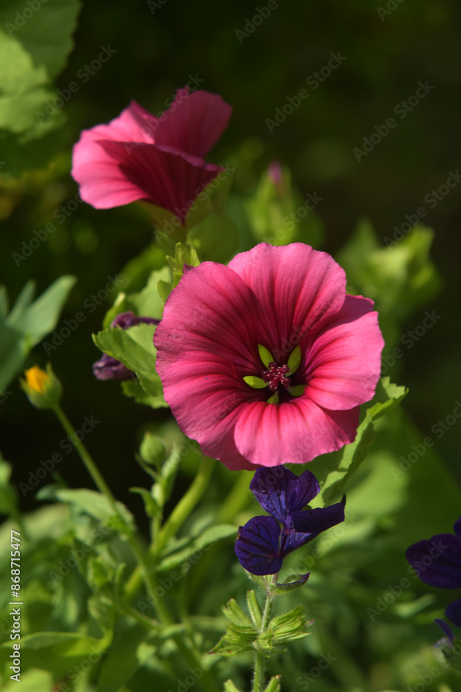 Mauritanian mallow Mauritanian mallow