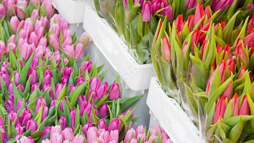 Pink tulips, red tulip flowers, and group of flowers for spring season. Florist concept.