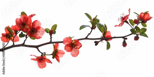 Wallpaper Mural A red branch with pink flowers on it. The flowers are in full bloom and are very pretty Torontodigital.ca