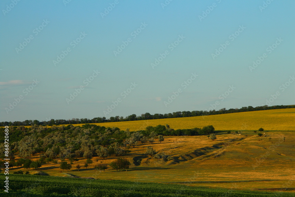 Fototapeta premium A field with trees and a blue sky