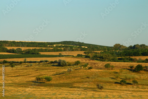 A field with trees and grass