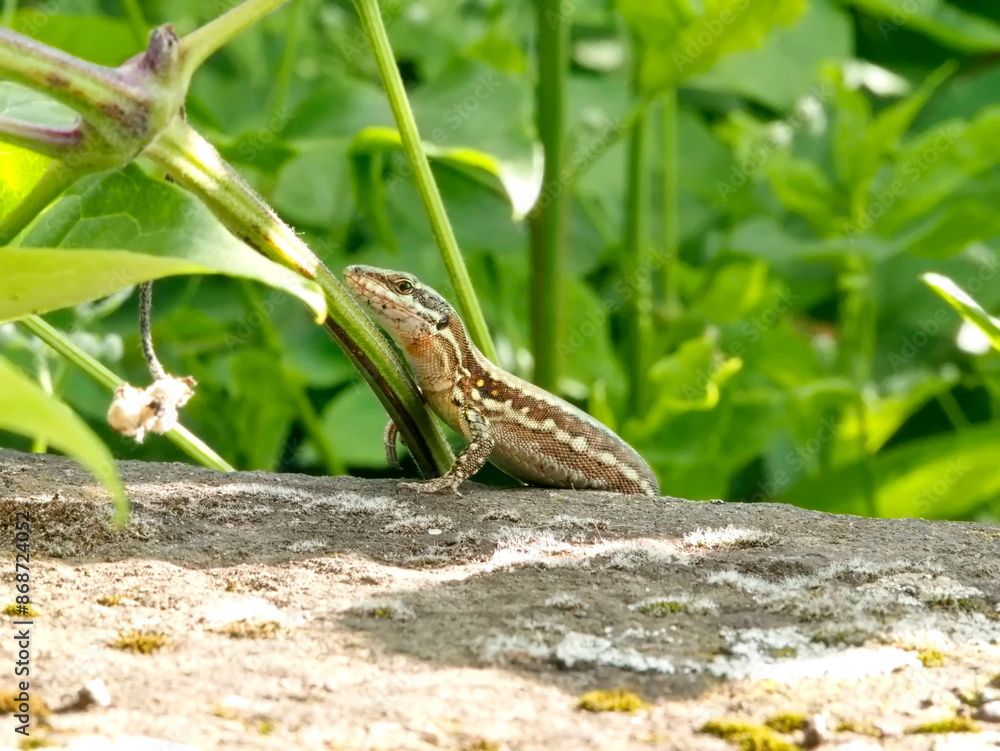 A lizard basking on a warm, large stone. The photo captures the moment of tranquility and the natural behavior of the reptile in its habitat. A lizard basking on a warm, large stone. The photo captures the moment of tranquility and the natural behavior of the reptile in its habitat.