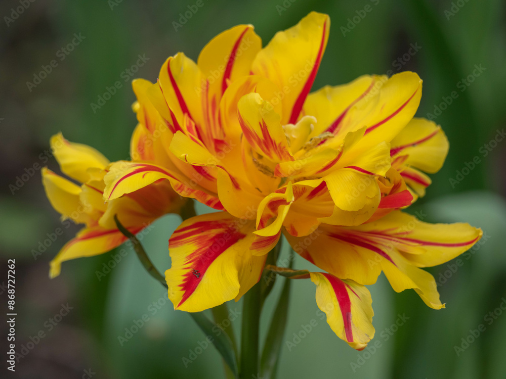 Nahaufnahme einzelne Blüte einer gelb-roten Papageientulpe Nahaufnahme einzelne Blüte einer gelb-roten Papageientulpe