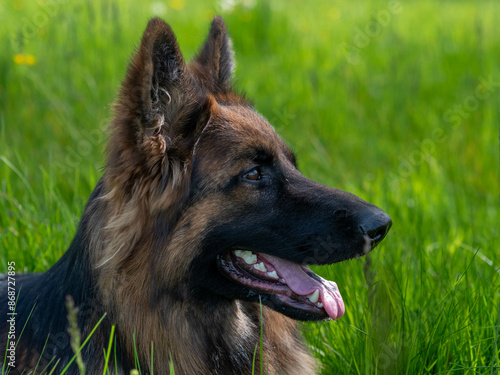 Obraz na plátně Portrait Seitenaufnahme eines altdeutschen Schäferhundes mit rausgestreckter Zun