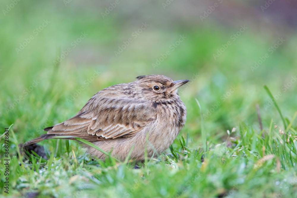 Crested Lark (Galerida cristata) in the Netherlands Crested Lark (Galerida cristata) in the Netherlands