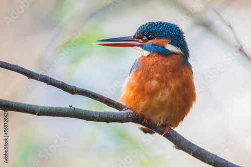 Female Common Kingfisher (Alcedo atthis) on branch, the Netherlands