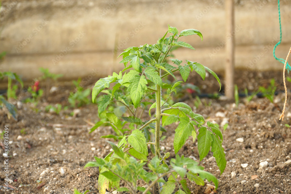 organic tomato cultivation, close-up of tomato plant planted in open field, organic tomato cultivation, close-up of tomato plant planted in open field,