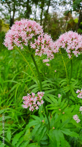 Valerian officinalis, or cat herb (lat. Valeriána officinális), Valerian flowers in nature. Landscape with flowers of valerian officinalis.