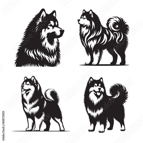 Vector Styled Alaskan Malamute Silhouette Set - Black and White Illustration, Alaskan Malamute Dog Breed Silhouettes in sitting, running and standing pose