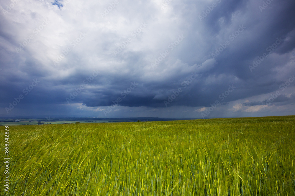 A green field with grain growing and large, dramatic storm clouds in the background. A green field with grain growing and large, dramatic storm clouds in the background.