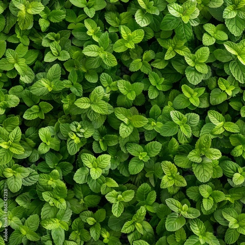Wallpaper Mural Many fresh lemon balm leaves texture background, fragrant spices pattern, Melissa officinalis mockup Torontodigital.ca