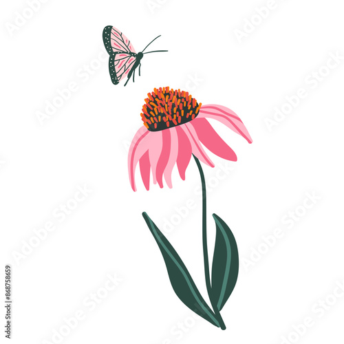 Coneflower isolated on white background. Purple Echinacea flower with leaves. Pink wildflower and butterfly. Vector hand drawn flat illustration.