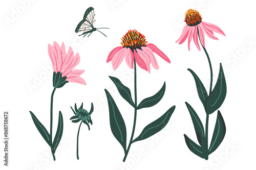 Coneflower purple flowers set isolated on white background. Echinacea Purpurea wildflowers collection. Vector hand drawn illustration.