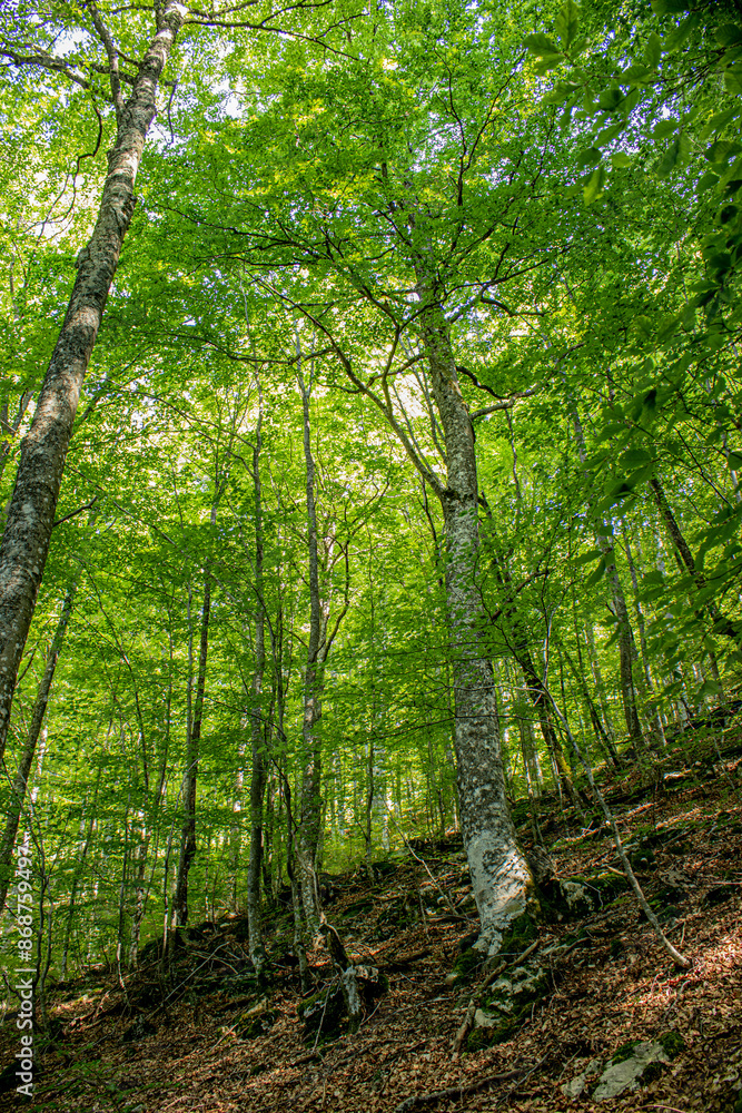 grown green trees in the forest in summer grown green trees in the forest in summer