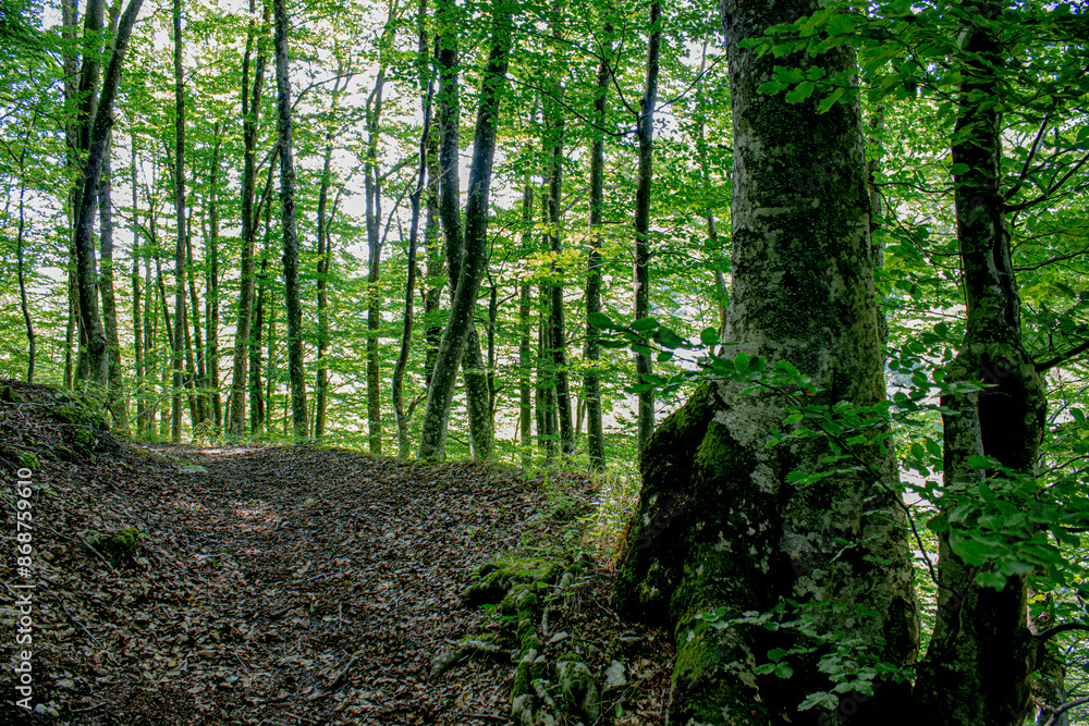 forest path in the forest under grown green trees forest path in the forest under grown green trees