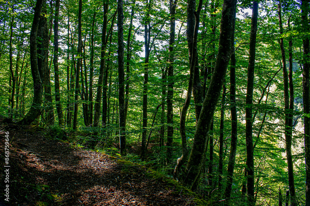 Fototapeta premium forest path in the forest under grown green trees