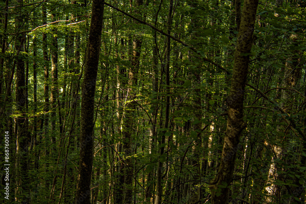 grown green trees in the forest in summer grown green trees in the forest in summer