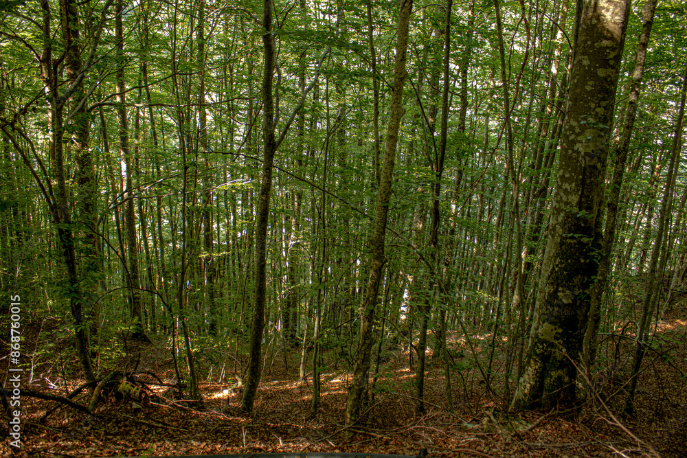 grown green trees in the forest in summer grown green trees in the forest in summer