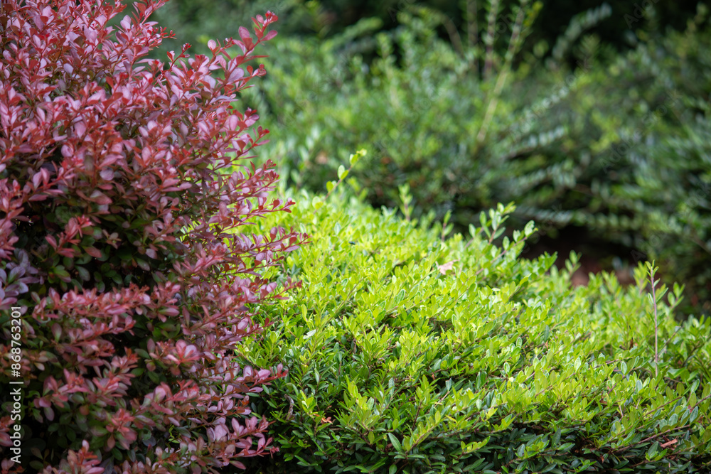 Decorative landscaping vegetation at a residential property