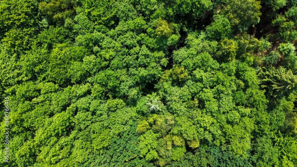 Drone view from above of green mixed forests in northern Germany. Drone view from above of green mixed forests in northern Germany.