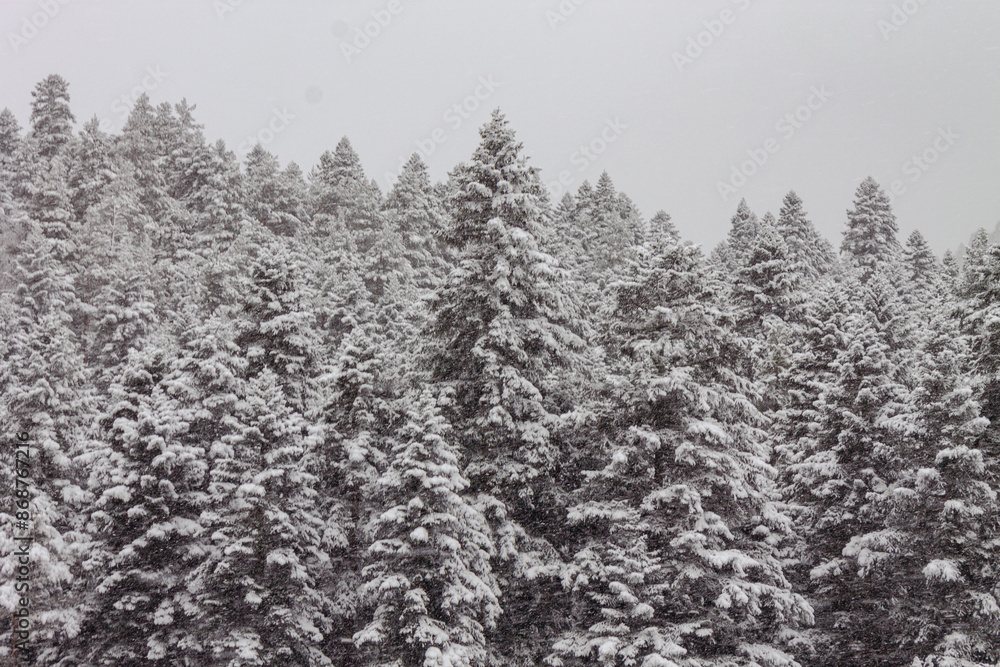 Scenic winter landscape,snowy spruce trees,fresh powder snow, mountain forest Scenic winter landscape,snowy spruce trees,fresh powder snow, mountain forest