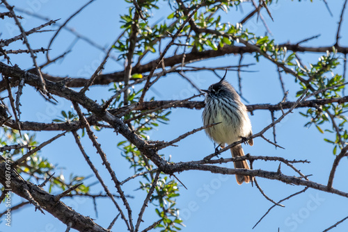 tufted tit-tyrant