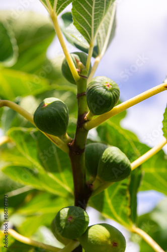 Fruitful Growth: Figs on a Branch with Blue Sky.