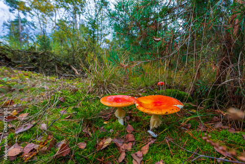 amanita muscaria, fly agaric or fly amanita basidiomycota muscimol mushroom photo