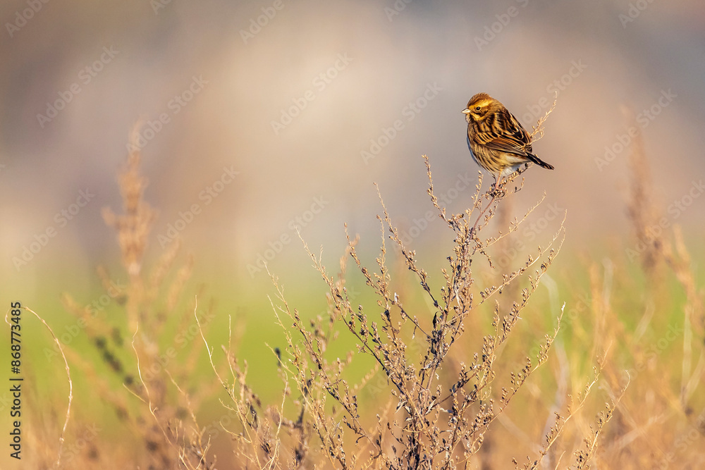 Singing common reed bunting, Emberiza schoeniclus, female bird in the reeds on a windy day