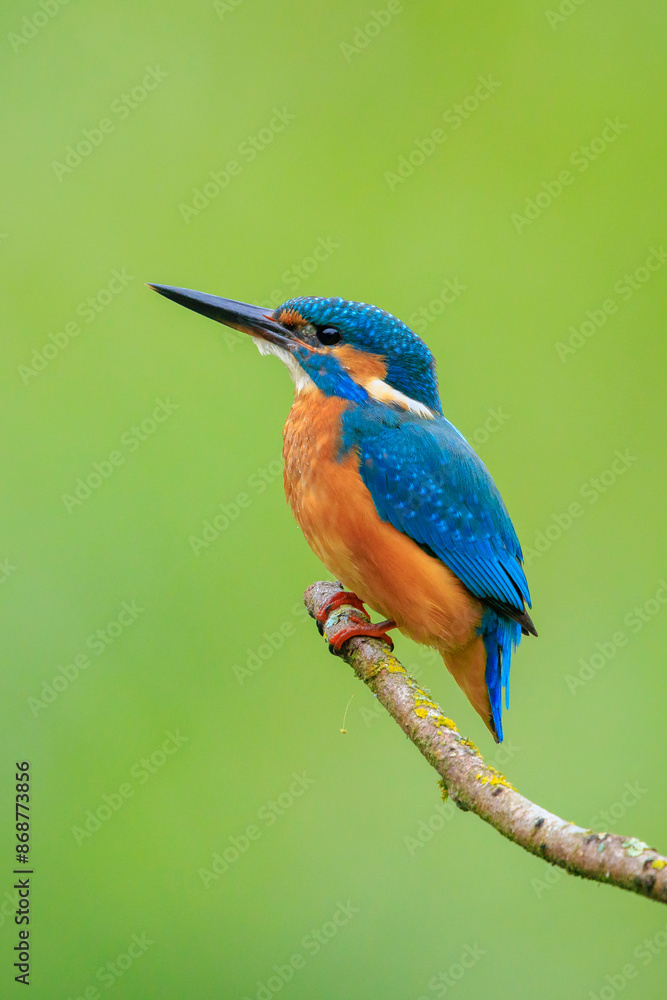 Fototapeta premium Close up of a Kingfisher, Alcedo Atthis, fishing