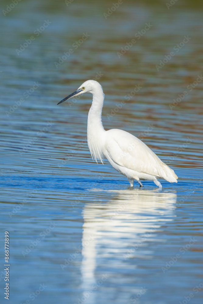Little Egret, Egretta garzetta, fishing Little Egret, Egretta garzetta, fishing