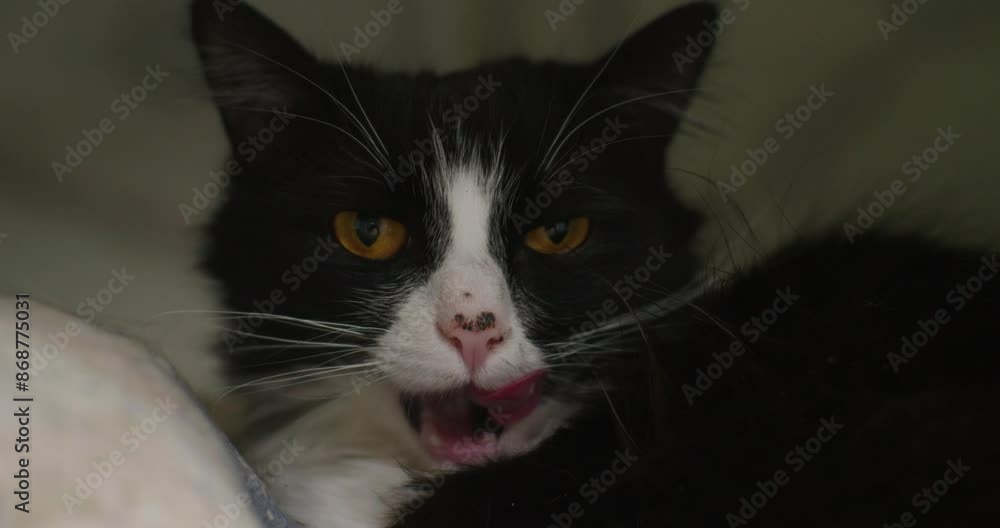 Close-up of a cute face of a stray cat in a shelter. A beautiful fluffy stray cat looks at the camera while lying on a soft blanket in a shelter. The shelter takes care of homeless animals. Close-up of a cute face of a stray cat in a shelter. A beautiful fluffy stray cat looks at the camera while lying on a soft blanket in a shelter. The shelter takes care of homeless animals.