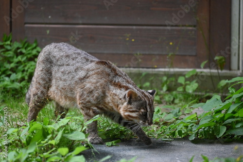 落ち着きなく歩き回るツシマヤマネコ photo