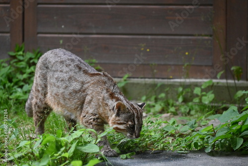 落ち着きなく歩き回るツシマヤマネコ photo