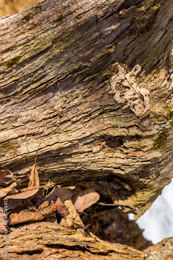Texture of dry old tree in the forest closeup, vertical view Texture of dry old tree in the forest closeup, vertical view