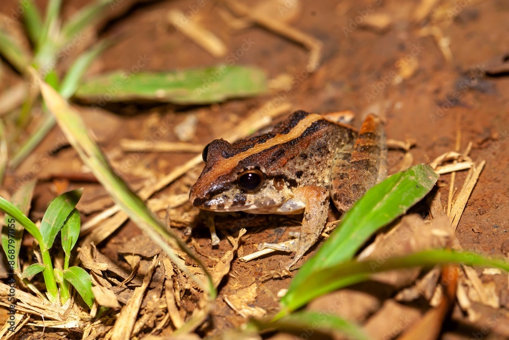 Naklejka premium Fitzinger's robber frog, Craugastor fitzingeri