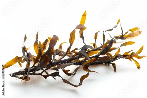 Seaweed on white background photo