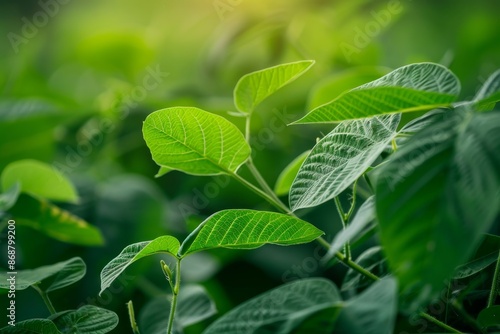 Soy leaves plants in Amazon farm Ecology monoculture conservation deforestation agriculture global warming