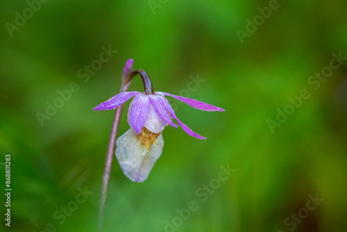 Fotografie Closeup of a beautiful wild orchid, calypso orchid, fairy slipper, Calypso bulbo