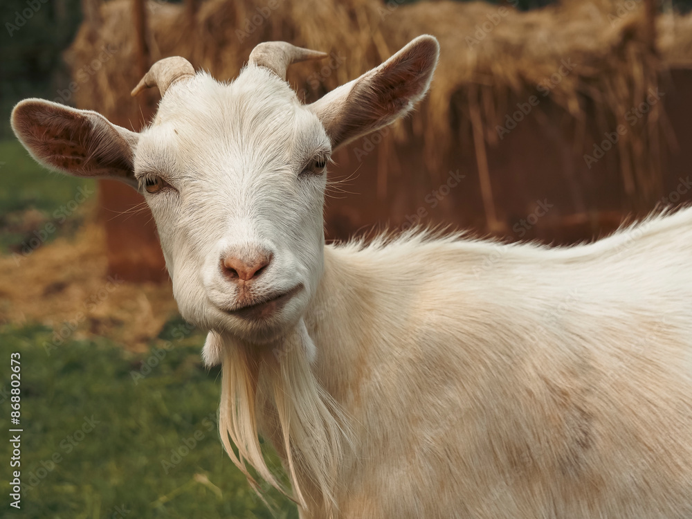 Amy the fainting goat making funny faces as she is getting treats on a summer day Amy the fainting goat making funny faces as she is getting treats on a summer day