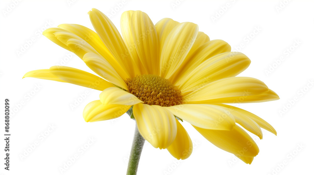 Fototapeta premium yellow daisy isolated on white