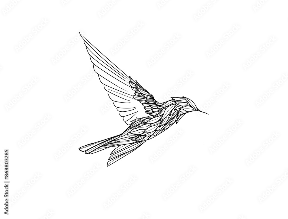 Obraz premium hummingbird drawing , illustration thin line, tattoo style. feather wings, flying 