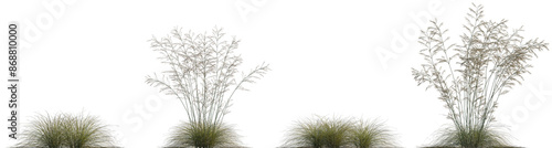 Cuadro en lienzo Frontal set of Deschampsia cespitosa single grass isolated png on a transparent