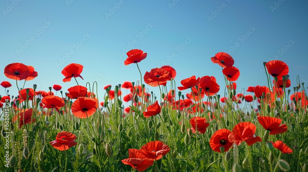 Obraz premium Bright red poppies in a green field under a clear blue sky. Vivid color contrast captures natural beauty. Ideal for nature, floral, and spring-themed projects. AI