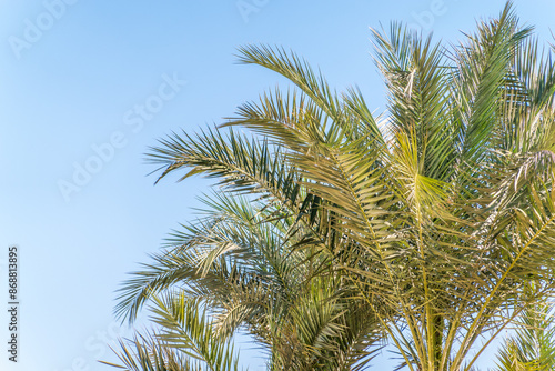 Palm tree with green leaves on blue background © Dmitrii Potashkin