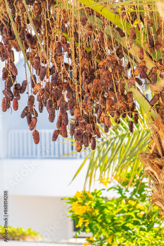 Closeup of colourful dates clusters photo