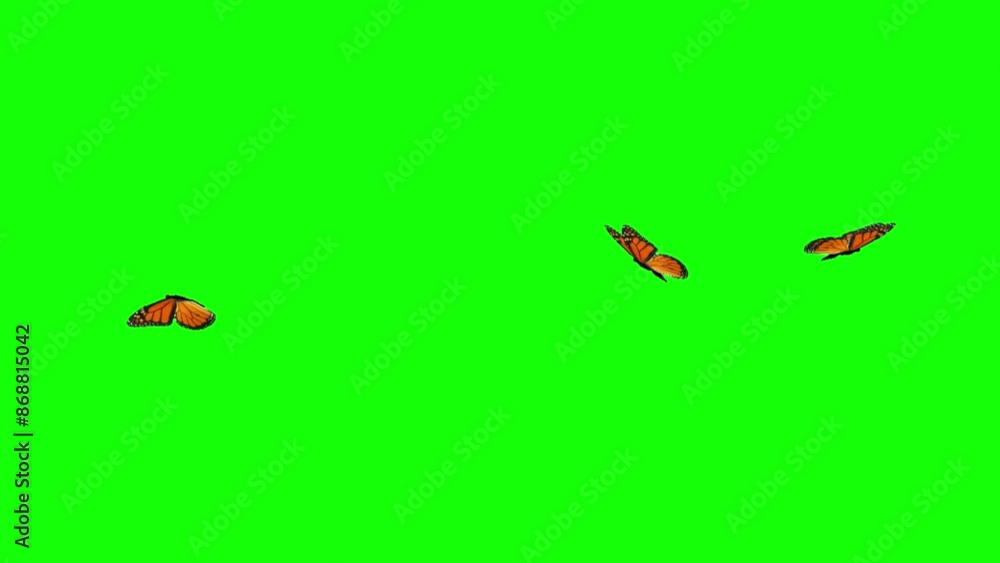 Three monarch butterflies flying in different directions in 2D animation with green background