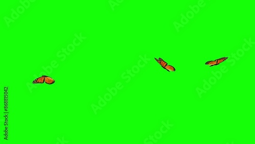 Three monarch butterflies flying in different directions in 2D animation with green background